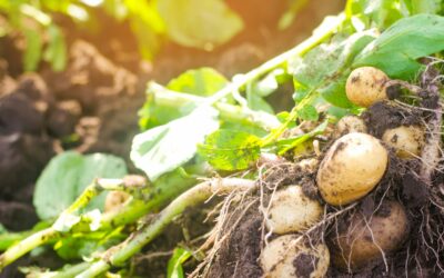 Techni Waterjet Applications and Benefits in Agriculture